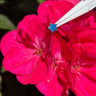 Blue titanium star end held with tweezers against pink flowers